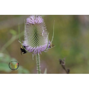 Wilde Karde Dipsacus fullonum