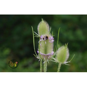 Wilde Karde Dipsacus fullonum