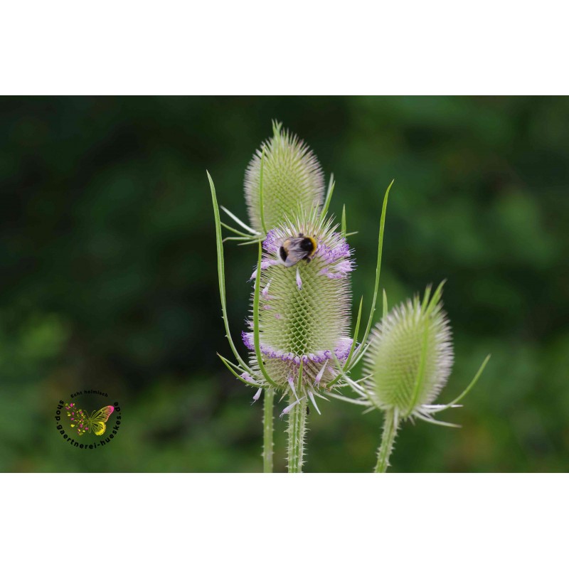 Wilde Karde Dipsacus fullonum – Heimische Wildpflanze | Gärtnerei Hüskes