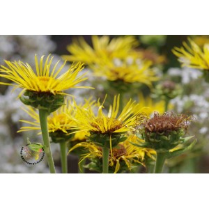 Schwert-Alant Schmalblättriger Alant Inula ensifolia