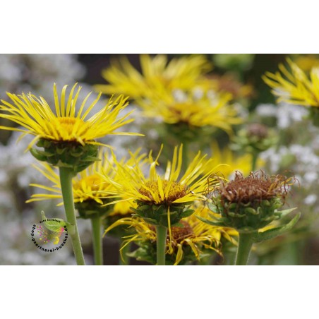 Schwert-Alant Schmalblättriger Alant Inula ensifolia