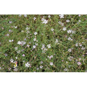 Felsennelke Petrorhagia saxifraga