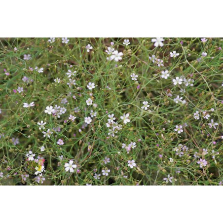 Petrorhagia saxifraga