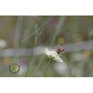 Scabiosa ochroleuca