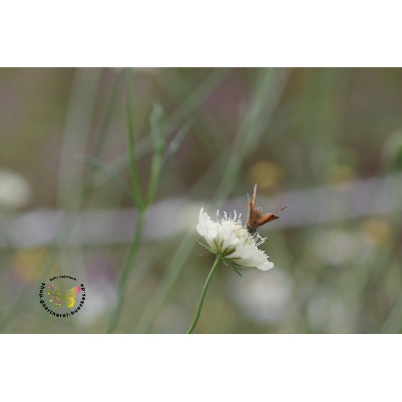 Gelbe Skabiose, Scabiosa ochroleuca – Heimische Wildpflanze | Gärtnerei Hüskes