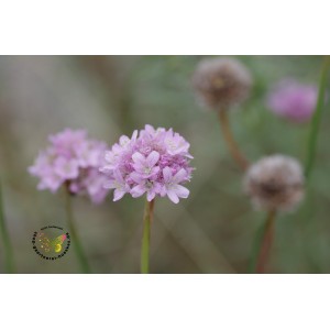 Strand-Grasnelke 'Splendens' Armeria maritima