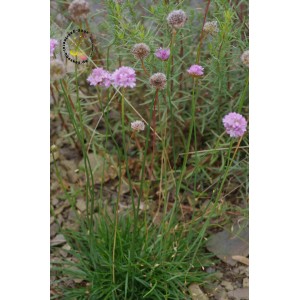 Strand-Grasnelke 'Splendens' Armeria maritima
