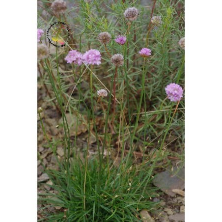 Armeria maritima