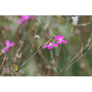 Dianthus deltoides