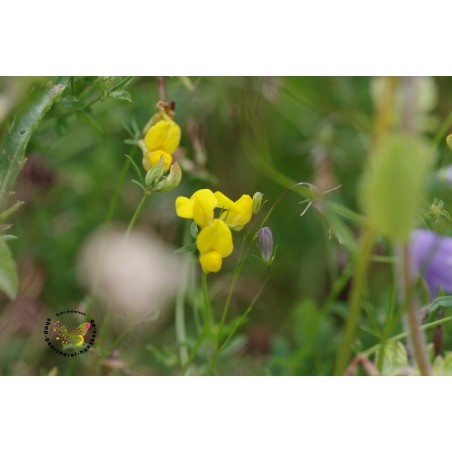 Lotus corniculatus