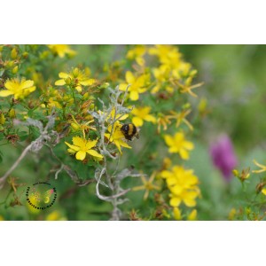 Hypericum perforatum