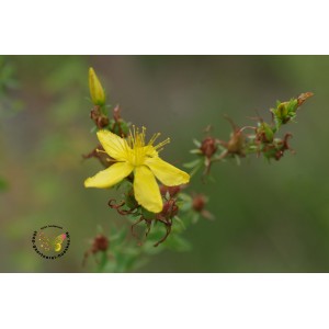 Hypericum perforatum