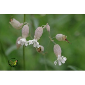Silene vulgaris