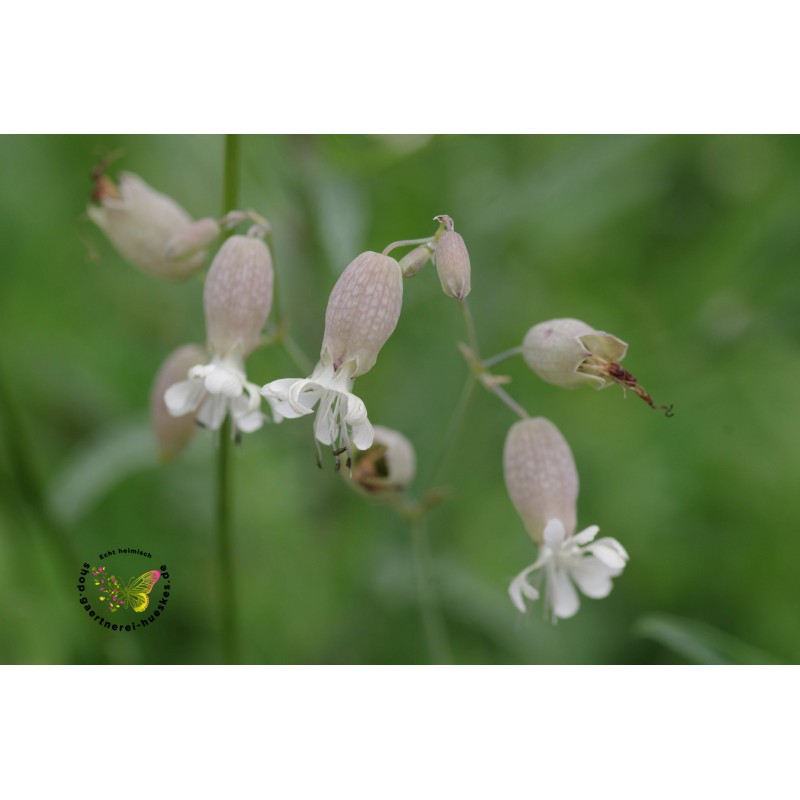 Leimkraut Gewöhnliches, Silene vulgaris