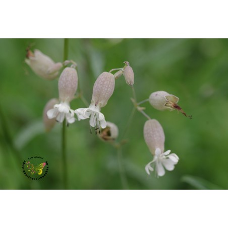 Leimkraut Gewöhnliches, Silene vulgaris