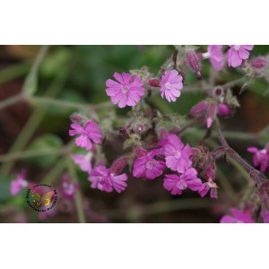 Rote Lichtnelke Silene dioica