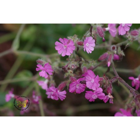 Rote Lichtnelke Silene dioica