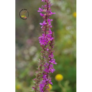 Blutweiderich Gewöhnlicher Lythrum salicaria