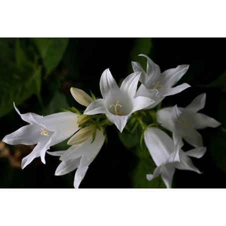 Wald-Glockenblume 'Alba', Campanula latifolia var. macrantha 'Alba'