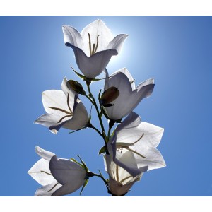 Campanula persicifolia 'Alba'