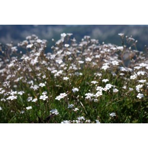 Polster-Schleierkraut, Gypsophila repens