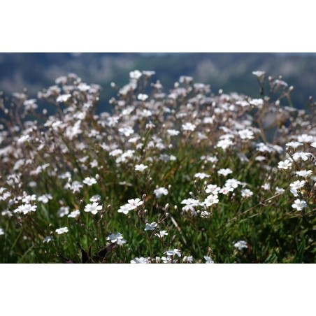 Gypsophila repens