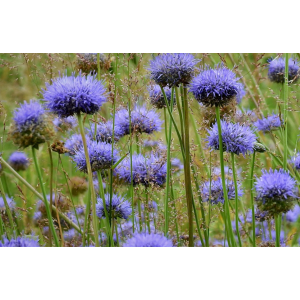 Jasione laevis