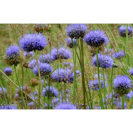 Ausdauerndes Sandglöckchen, Jasione laevis – Heimische Wildpflanze | Gärtnerei Hüskes