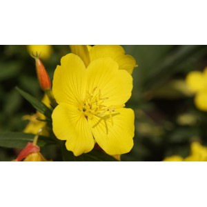 Oenothera pilosella 'Yella Fella'