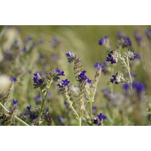 Gemeine Ochsenzunge, Anchusa officinalis