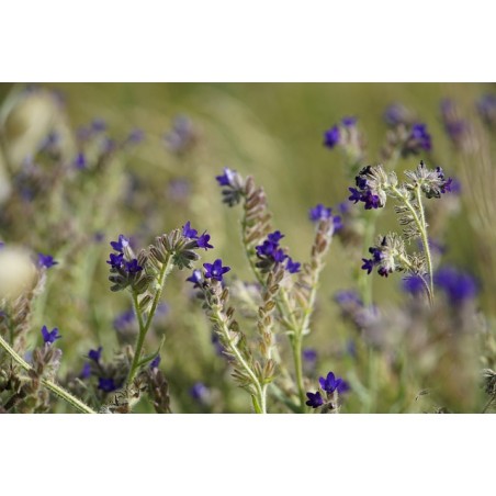 Anchusa officinalis
