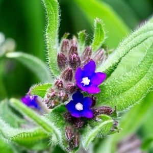 Gemeine Ochsenzunge, Anchusa officinalis
