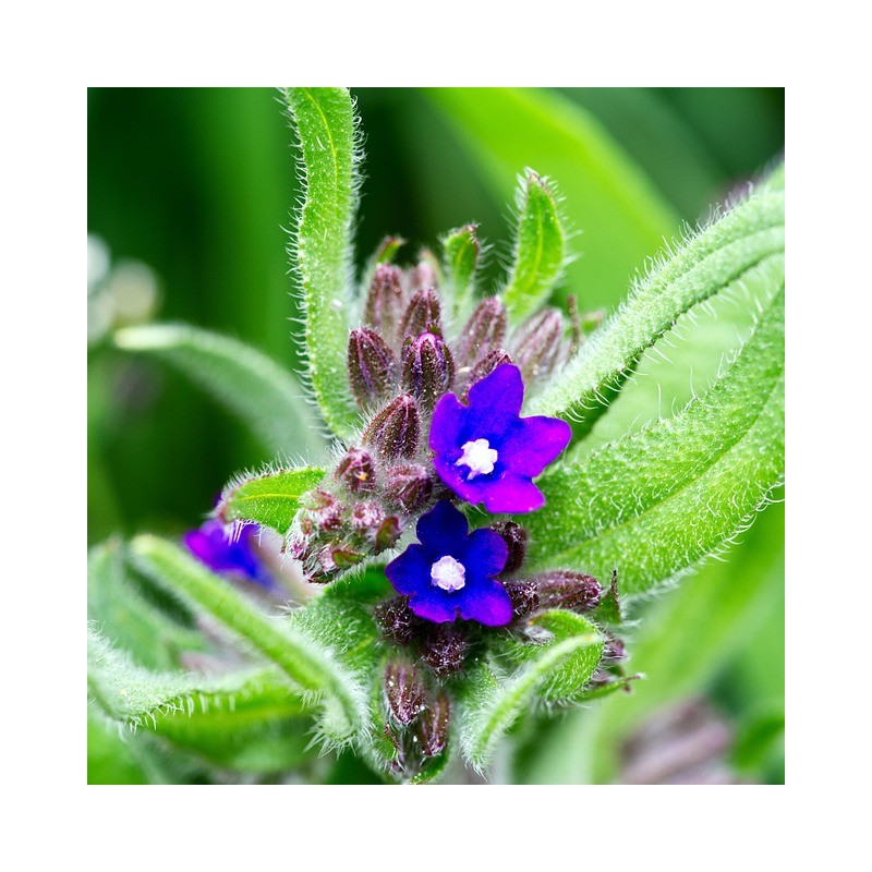 Gemeine Ochsenzunge, Anchusa officinalis