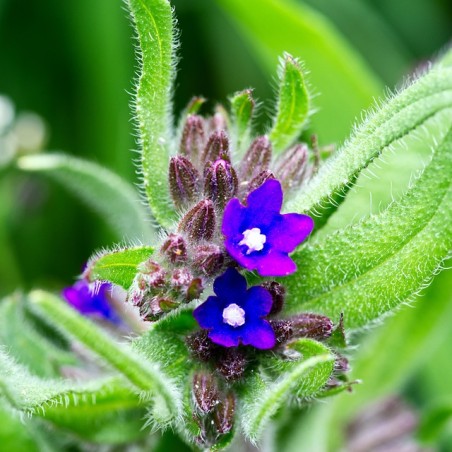 Anchusa officinalis
