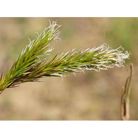 Anthoxanthum odoratum