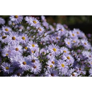 Berg-Aster, Aster amellus
