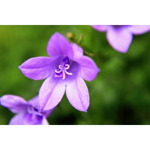 Acker-Glockenblume, Campanula rapunculoides