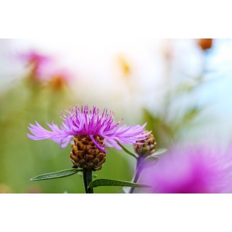 Skabiosen-Flockenblume, Centaurea scabiosa