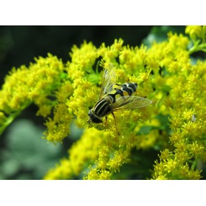 Gewöhnliche Goldrute, Solidago virgaurea