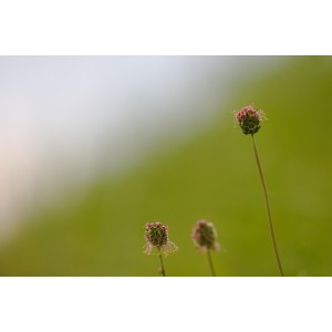 Sanguisorba minor