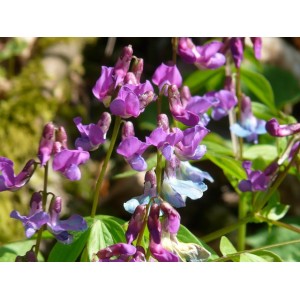 Frühlings-Platterbse, (Lathyrus vernus) – Pflanze (Produktfoto)