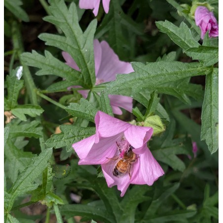 Rosen-Malve, Malva alcea