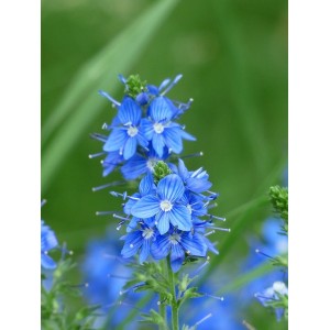 Veronica teucrium