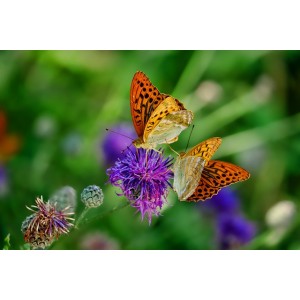 Schmetterlingsinsel – Das Wildstaudenpaket für Balkon & Garten