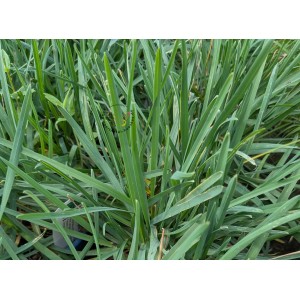 Poa alpina