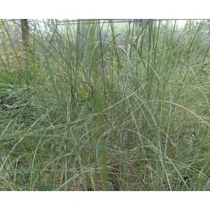 Haar-Pfriemengras, Stipa capillata
