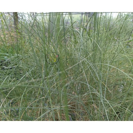 Haar-Pfriemengras, Stipa capillata