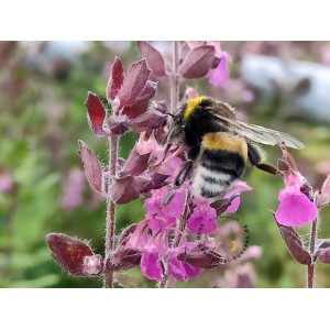 Edel-Gamander, Teucrium chamaedrys