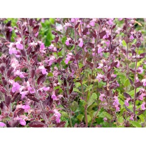 Teucrium chamaedrys