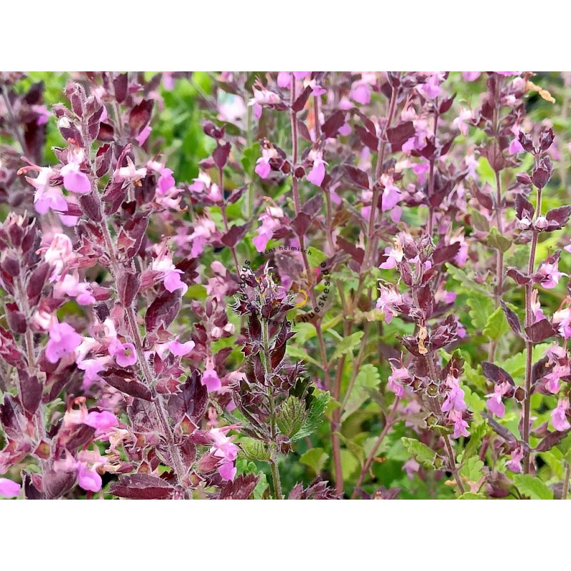 Edel-Gamander (Teucrium chamaedrys): Robust & Heimisch